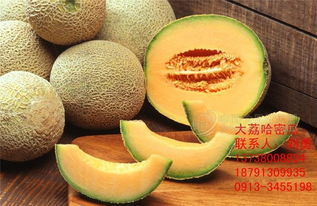 哈密瓜批發(fā)價格與廠家圖片 食品招商網(wǎng)與汽車配件的跨界啟示